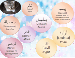 7-islamic-cat-names-with-meaning