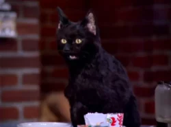 black-cat-names-from-tv-shows