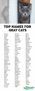 boy-cat-names-for-grey-cats