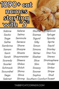 boy-cat-names-start-with-s