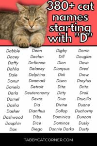 Boy Cat Names That Start With D boy-cat-names-that-start-with-d