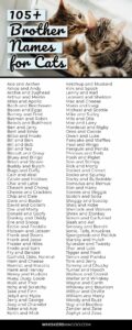 brother-and-sister-cat-names-disney