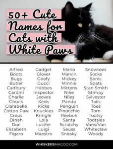 cat-names-black-and-white-female
