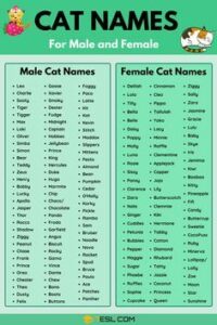 cat-names-for-both-male-and-female
