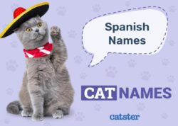 cat-names-for-boys-in-spanish