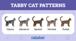 cat-names-for-brown-tabby-cats