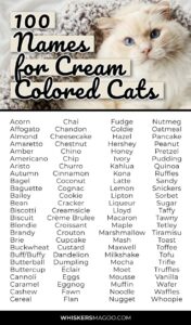 cat-names-for-cream-colored-cats