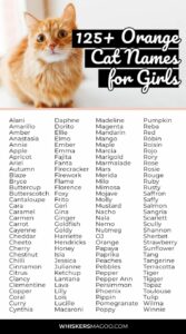 cat-names-for-orange-female-cats