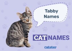 cat-names-for-tabby-cats-female
