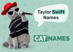 cat-names-for-taylor-swift-fans
