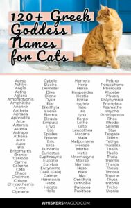 cat-names-from-literature-and-mythology