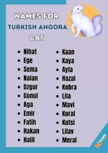 cat-names-in-turkish-with-meaning