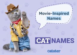 cat-names-inspired-by-famous-people