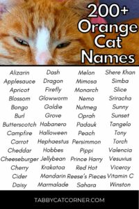 cat-names-male-white-and-orange