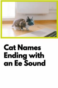 cat-names-that-end-in-ee-sound