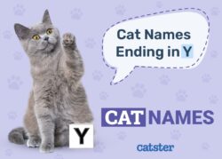 cat-names-that-end-with-y