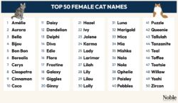cat-names-that-go-with-coco