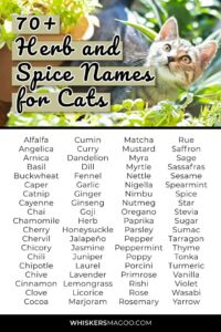 Cat Names That Go With Pepper cat-names-that-go-with-pepper
