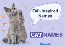 cat-names-that-go-with-pumpkin