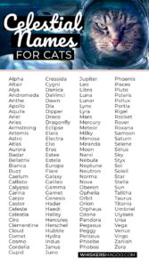 cat-names-that-mean-new-start