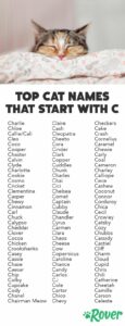 Cat Names That Start With A C cat-names-that-start-with-a-c