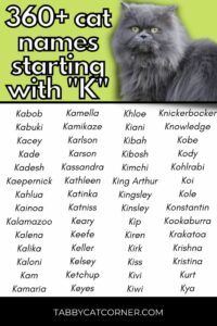 cat-names-that-start-with-a-k