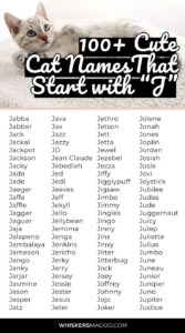Cat Names That Start With Aj cat-names-that-start-with-aj