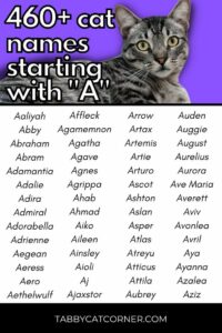 cat-names-that-start-with-an-a