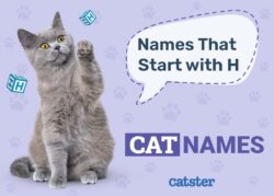 cat-names-that-start-with-h