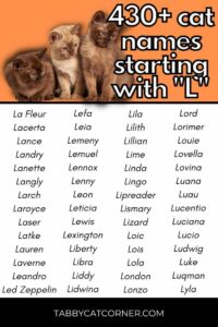 Cat Names That Start With L cat-names-that-start-with-l