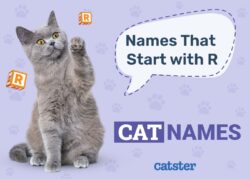 Cat Names That Start With R cat-names-that-start-with-r