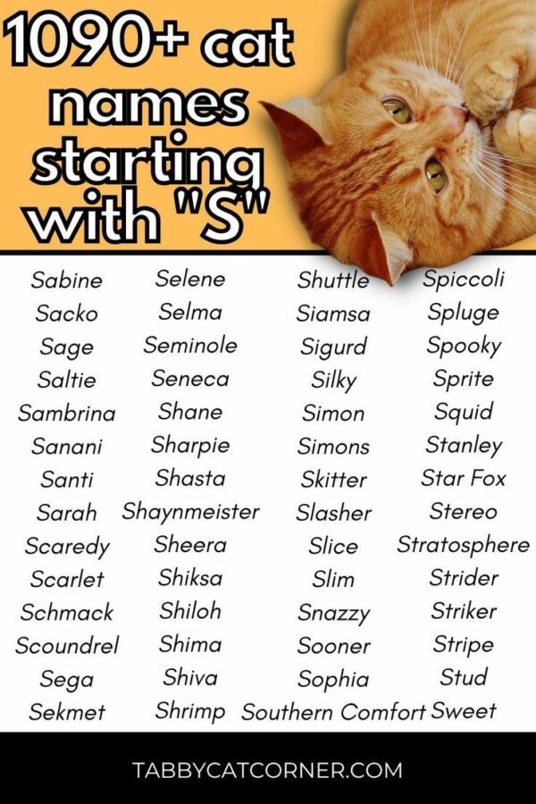 Cat Names That Start With Sh