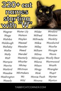 cat-names-that-start-with-w