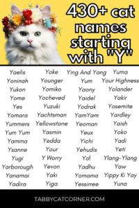 cat-names-that-start-with-y