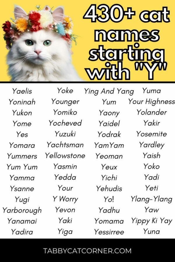 Cat Names That Start With Y