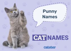 cat-names-with-cat-in-them