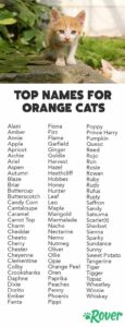 cool-cat-names-for-orange-cats