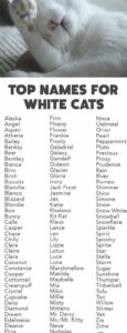Cool Cat Names for White Cats cool-cat-names-for-white-cats