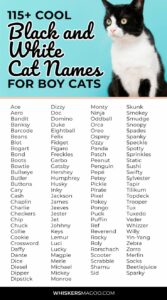cute-cat-names-for-black-and-white-kittens