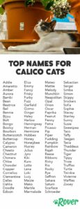 Cute Cat Names for Calico Cats cute-cat-names-for-calico-cats