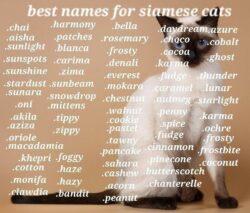 cute-cat-names-for-siamese-cats