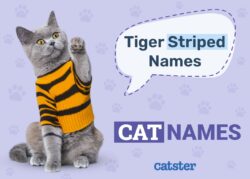 cute-cat-names-for-tiger-striped