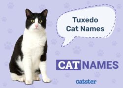 cute-cat-names-for-tuxedo-cats