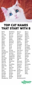 cute-cat-names-that-start-with-b