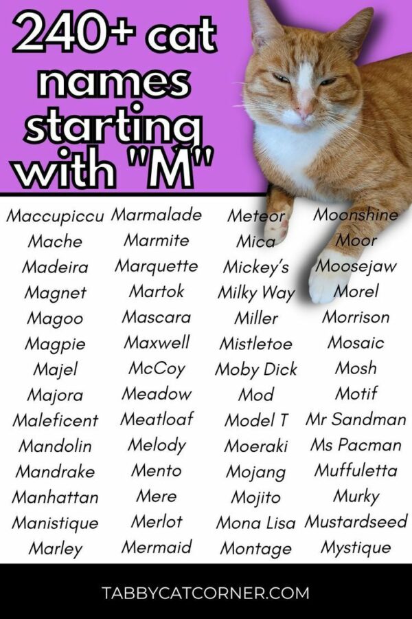 Cute Cat Names That Start With M