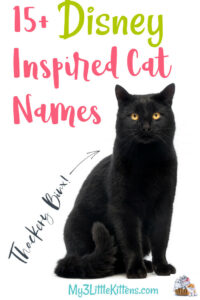Disney Black and White Cat Names disney-black-and-white-cat-names