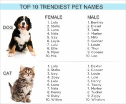 dog-and-cat-names-that-go-together