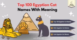 egyptian-female-cat-names-and-meanings