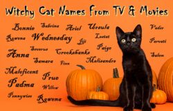 female-black-cat-names-from-movies