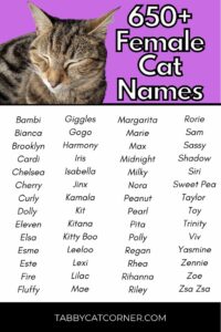 Female Cat Names for Tiger Cats female-cat-names-for-tiger-cats